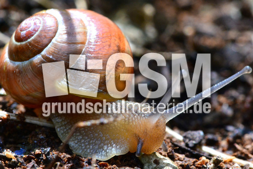 Bänderschnecke (3).jpg